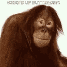 Monkey Whats Up GIF - Monkey Whats Up Whats Up Buttercup GIFs