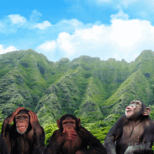 Monkey Monkeys GIF - Monkey Monkeys Funny Animals GIFs