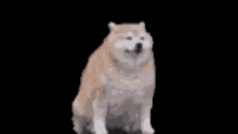 Fat Doggo GIF - Fat Doggo Dog GIFs