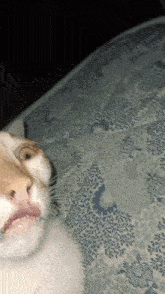 Cat Staring Meme GIF - Cat Staring Meme GIFs