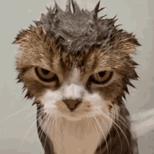 Pet Lover GIF - Pet Lover Angry GIFs