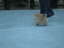 Run Run Run GIF - Animals Dog Pomeranian GIFs