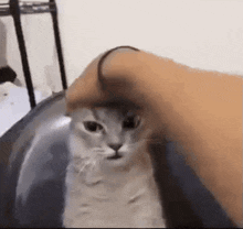 a person is petting a cat 's head with a rope .