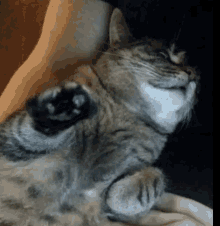 Cat Cute GIF - Cat Cute Asleep GIFs