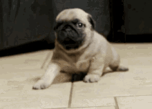 Pug Cute Attack GIF - Pug Cute Attack Dog GIFs