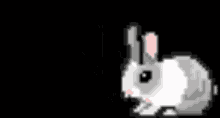 Bunny Rabbit GIF - Bunny Rabbit Hop GIFs