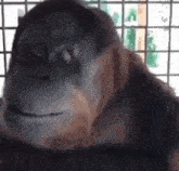 Monke Monkey GIF - Monke Monkey Shake Head GIFs