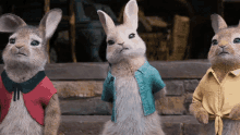 Nope Cottontail GIF - Nope Cottontail Flopsy GIFs