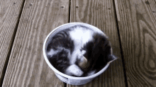 kitten cat cool whip container