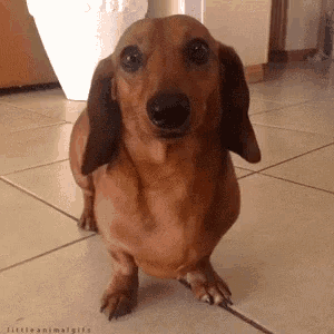 Weiner Dog Smile GIF Weiner Dog Smile Wag Discover Share GIFs