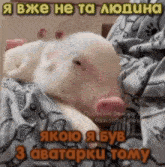 a pig is laying on a bed with a blanket and a caption in russian .