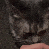 Cat Silly GIF - Cat Silly Cat Looking Up GIFs