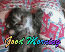 Cat Good Morning GIF - Cat Good Morning Wake Up GIFs