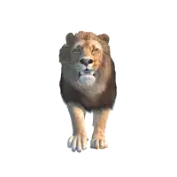 a lion is walking with its mouth open and its teeth visible