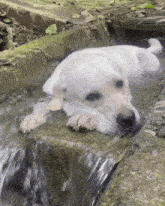 a dog laying in a stream of water