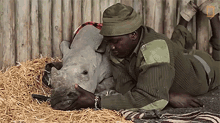 Petting Meet The Heroes Who Protect The Last Northern White Rhinos In The World GIF - Petting Meet The Heroes Who Protect The Last Northern White Rhinos In The World World Rhino Day GIFs