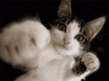 Drax47 Cat GIF - Drax47 Cat Punching GIFs