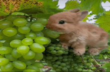 a small brown rabbit is eating green grapes from a vine