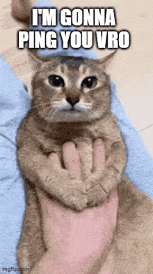 a cat is being held by a person with the caption i 'm gonna ping you vro on it