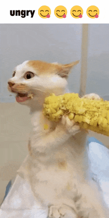 Cat Corn GIF - Cat Corn Ungry GIFs