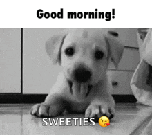 Good Morning GIF - Good Morning Dog GIFs