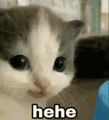 Meme Cat GIF - Meme Cat Hehe GIFs