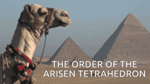 Pyramid Camel GIF - Pyramid Camel Tetrahedron GIFs