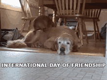 international day of friendship friends dogs old dog golden retriever