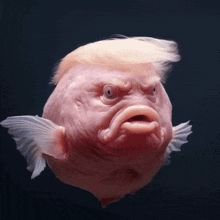 a fish that looks like donald trump with an angry look on his face