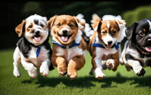Very Cute GIF - Very Cute Dogs GIFs