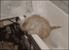 Jump Cat GIF - Jump Cat Cant Get Out GIFs