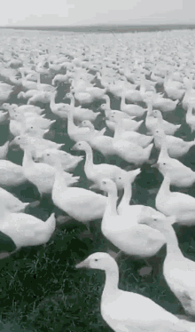 Duck Ducks GIF - Duck Ducks Army GIFs
