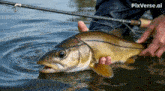 a person is holding a fish in their hands with pixverse.ai in the upper right corner