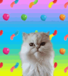Candy Talking Cat GIF