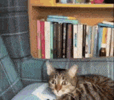 a cat is sitting on a couch in front of a bookshelf with books on it .