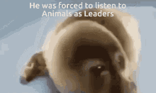 Crying Seal Animals As Leaders GIF - Crying Seal Animals As Leaders Forced To Listen To GIFs