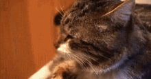 печальный кот плачет грустный GIF - Sad Cat Lonely GIFs