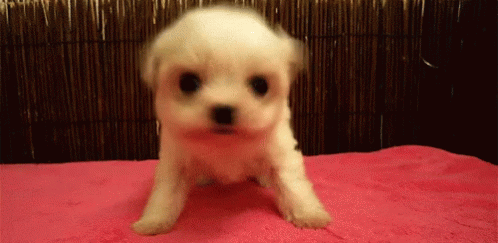 Puppy Mad GIF - Puppy Mad Cute - Discover & Share GIFs