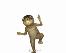 a frog is dancing in front of a white background and the word frog is on the bottom right corner