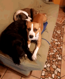 Dogs Couch GIF - Dogs Couch GIFs
