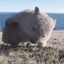 Wombat Goint To Debate GIF