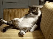 Tired Panting GIF - Tired Panting Fat Cat GIFs