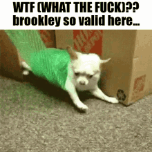 Brookley Valid GIF - Brookley Valid GIFs