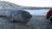 No Way! GIF - Seal Gasp Surprise GIFs