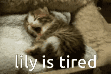 Lily Tired GIF - Lily Tired Lily Is Tired GIFs