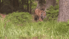 Roaming Tiger Tigers101 GIF - Roaming Tiger Tigers101 Nat Geo Wild GIFs