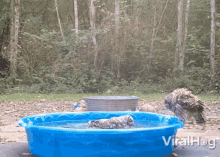 Owl Viralhog GIF - Owl Viralhog Playing In Pool GIFs