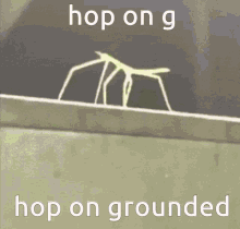 grounded hop