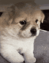 a brown and white puppy is laying on a blanket