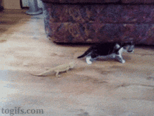 Cat Flipping Out GIF